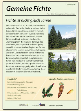 Gemeine Fichte