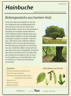 Hainbuche