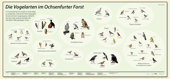 Vogelarten im Ochsenfurter Forst