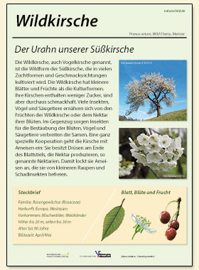 Wildkirsche