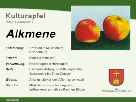Apfel Alkmene