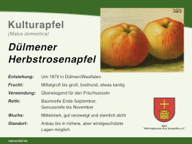Dülmener Herbstrosenapfel