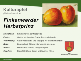 Apfel Finkenwerder Herbstprinz