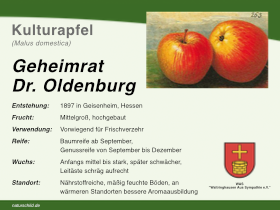 Apfel Geheimrat Dr. Oldenburg