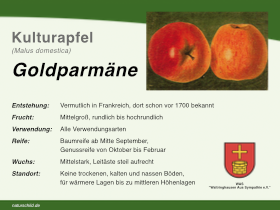 Apfel Goldparmäne
