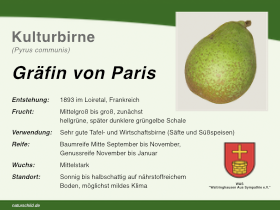 Birne Gräfin von Paris