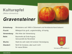Apfel Gravensteiner