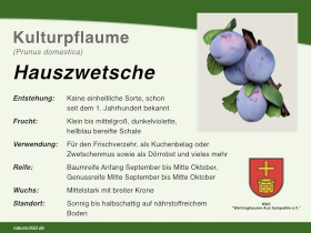 Hauszwetsche