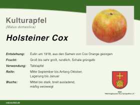 Apfel Holsteiner Cox
