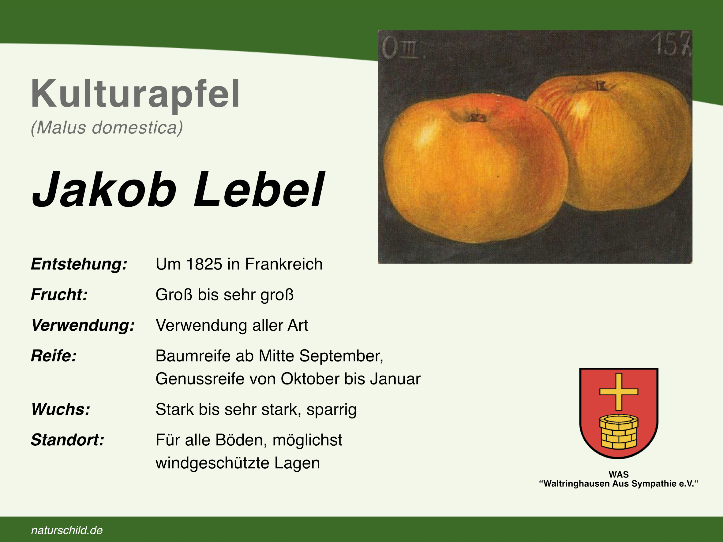 Apfel Jakob Lebel