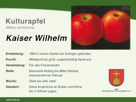 Apfel Kaiser Wilhelm