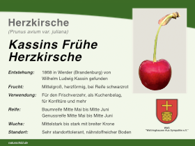 Kassins Frühe Herzkirsche