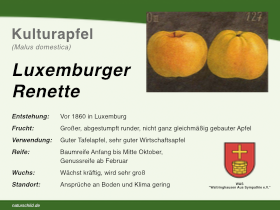 Apfel Luxemburger Renette