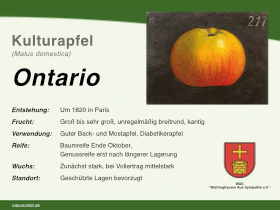 Apfel Ontario
