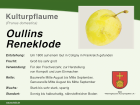 Oullins Reneklode