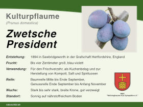 Zwetsche President