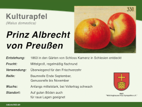 Apfel Prinz Albrecht von Preußen