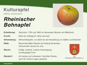 Rheinischer Bohnapfel