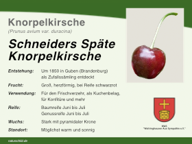 Schneiders Späte Knorpelkirsche