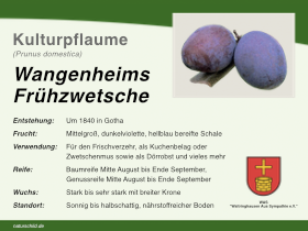 Wangenheims Frühzwetsche