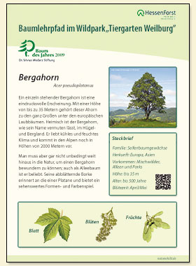 Bergahorn
