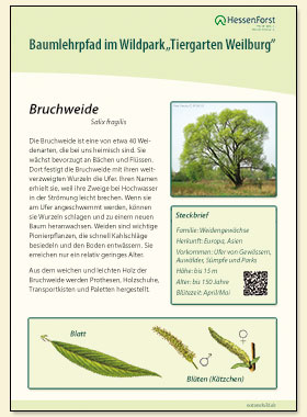 Bruchweide