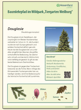 Douglasie