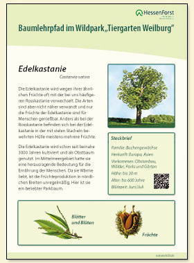 Edelkastanie