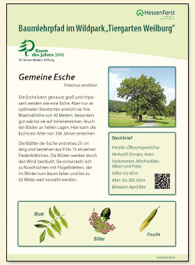 Esche