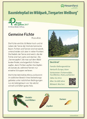 Fichte