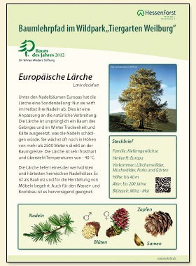 Lärche