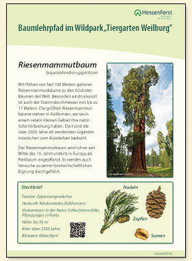 Riesenmammutbaum