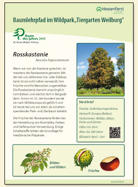 Rosskastanie