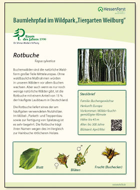 Rotbuche