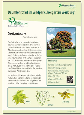 Spitzahorn