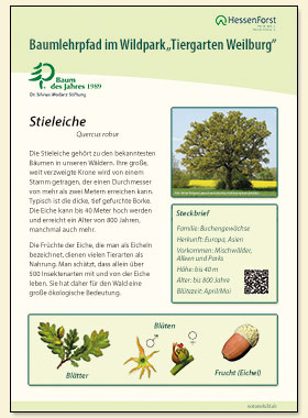 Stieleiche