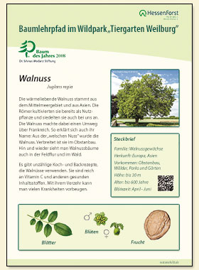 Walnuss
