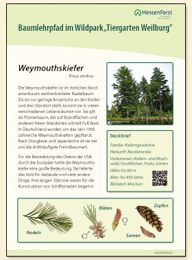 Weymouthkiefer
