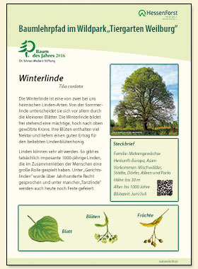 Winterlinde