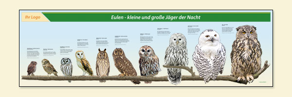 Eulenvergleich