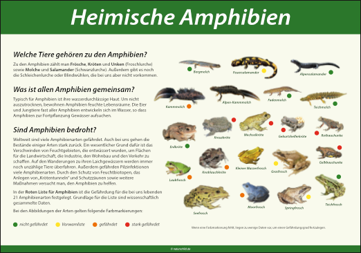 Heimische Amphibien