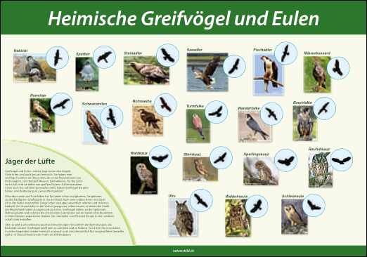 Heimische Greifvgel