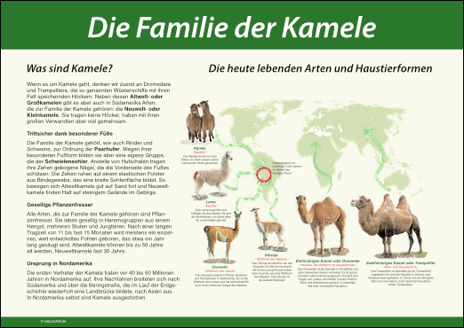 Die Familie der Kamele