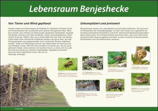 Lebensraum Benjeshecke