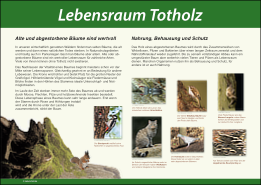 Lebensraum Totholz