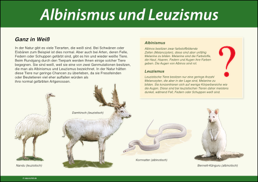 Albinismus und Leuzismus