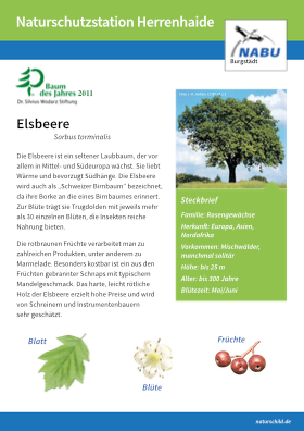 Elsbeere