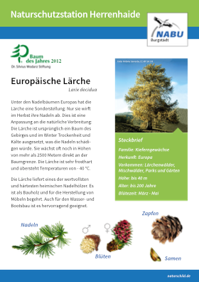 Europäische Lärche