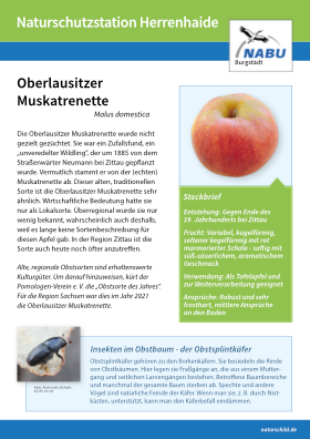 Oberlausitzer Muskatrenette