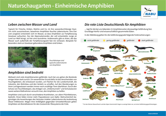 Heimische Amphibien